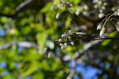 Dendrobium herbaceum